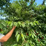 公寓 Neve Nincs Nyaralo - Oenallo Haziko- Privat Szfera *